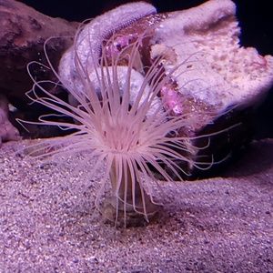 Meet your Posher, Elijah